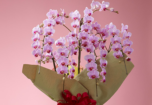 ギフト・お祝い用